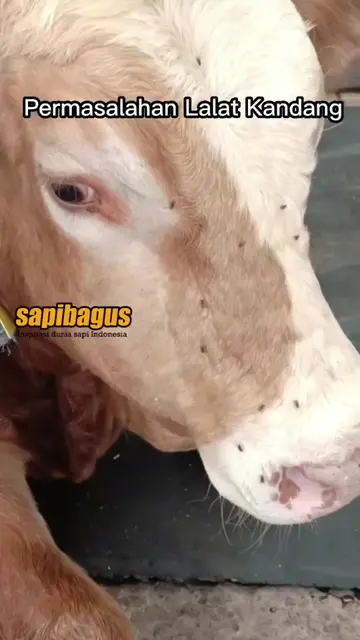 Toxilat-Pembasmi-Lalat